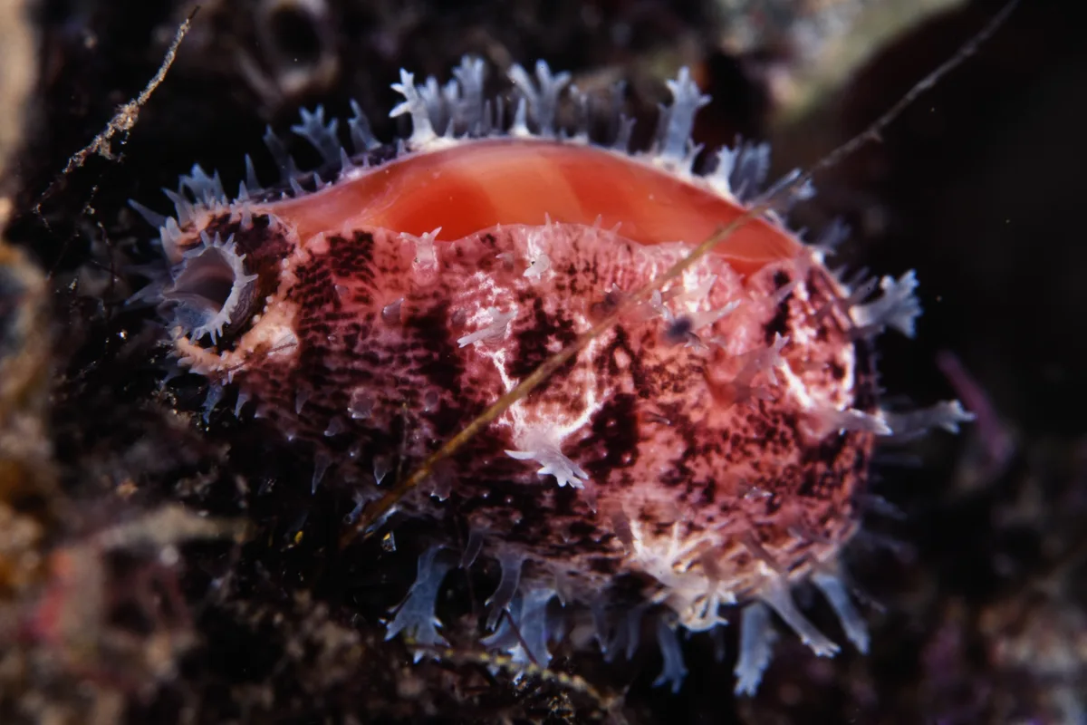Lyncina leviathan - Nudi Falls, Lembeh Strait, Indonesia
