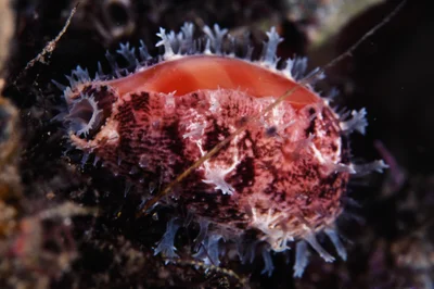 Lyncina leviathan - Nudi Falls, Lembeh Strait, Indonesia