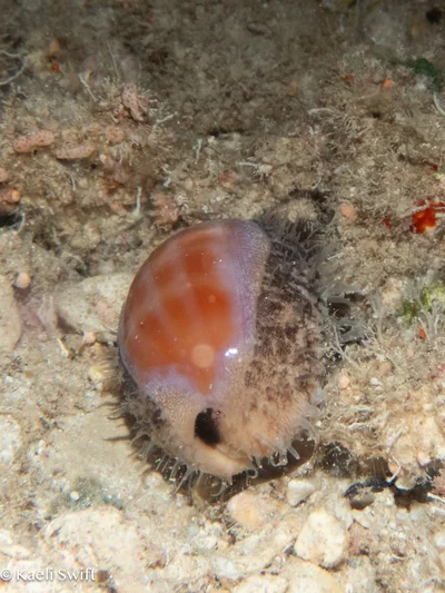 Lyncina leviathan - Piti tunnels, Guam