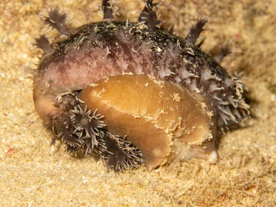 Lyncina leviathan - Honolulu County, US-HI, US