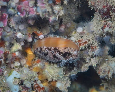 Lyncina leviathan leviathan - Haleiwa, HI 96712, USA