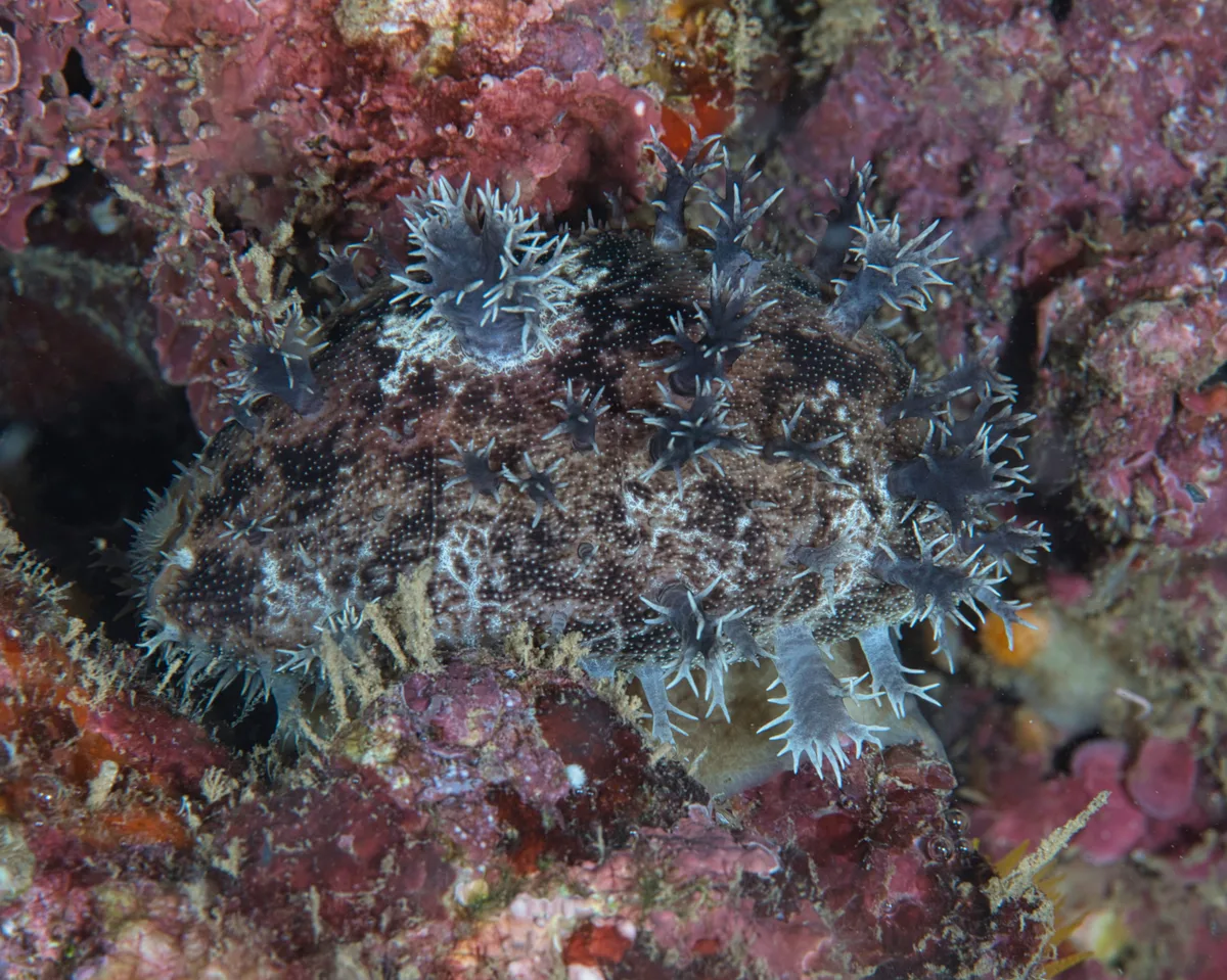Lyncina leviathan - Haleiwa, HI 96712, USA