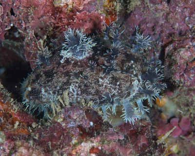 Lyncina leviathan - Haleiwa, HI 96712, USA