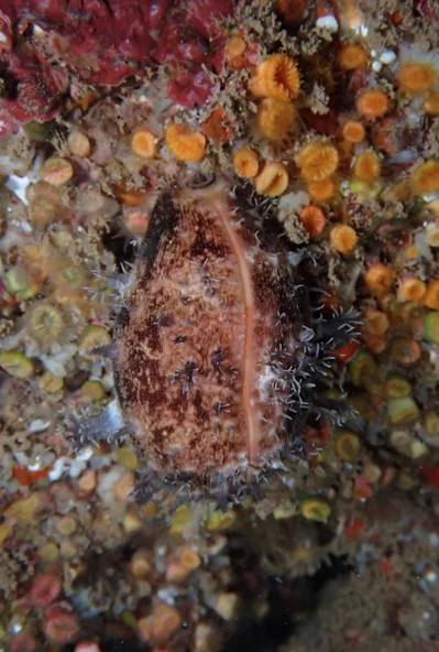 Lyncina leviathan - Haleiwa Ali'i