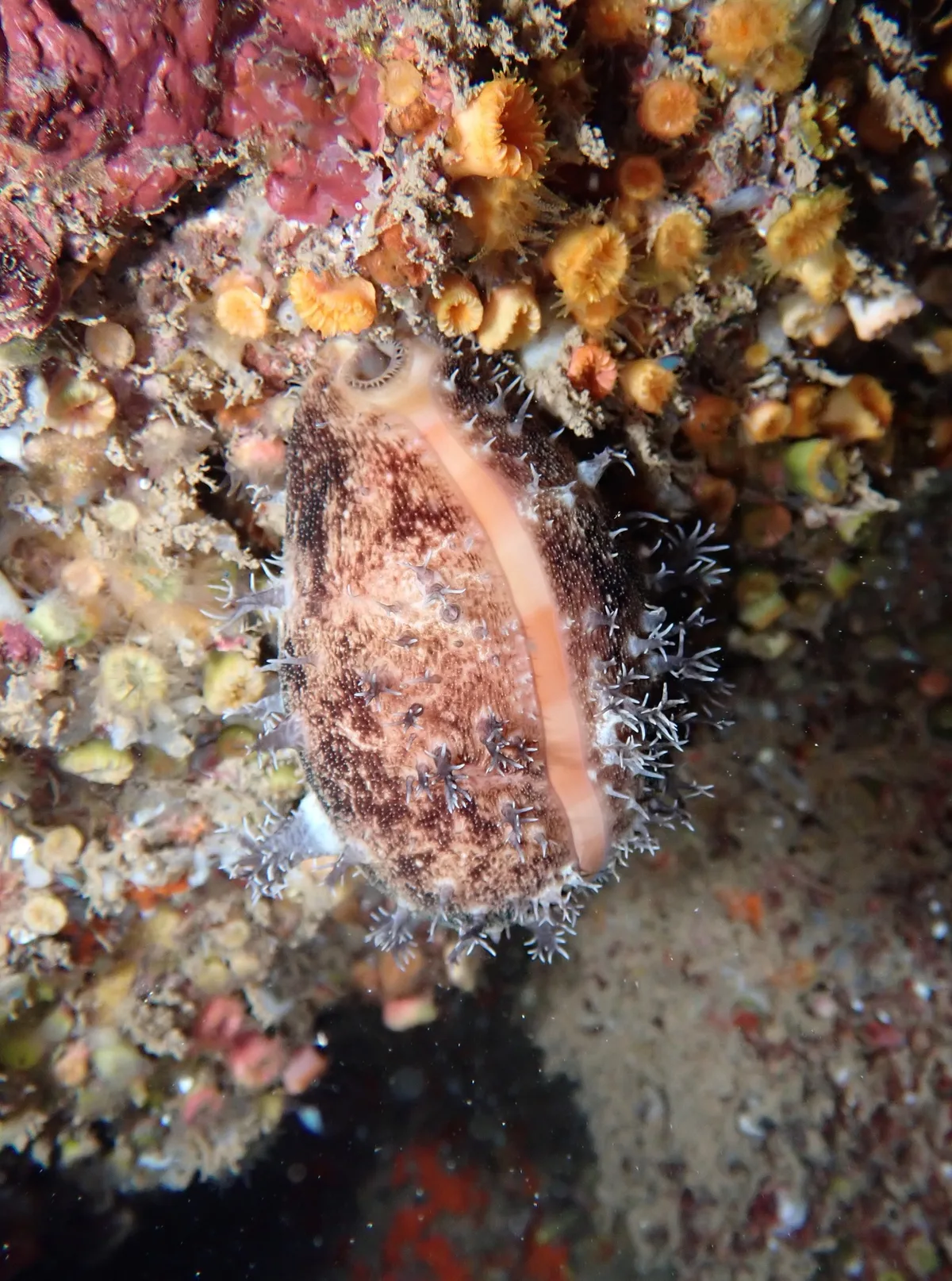 Lyncina leviathan - Haleiwa Ali'i