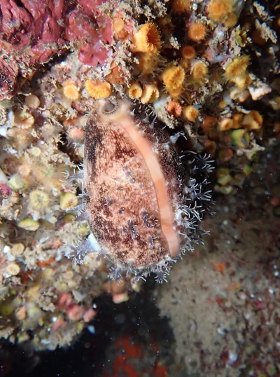 Lyncina leviathan - Haleiwa Ali'i