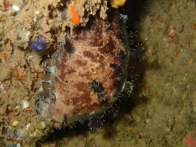 Lyncina leviathan leviathan - Haleiwa, HI 96712, USA