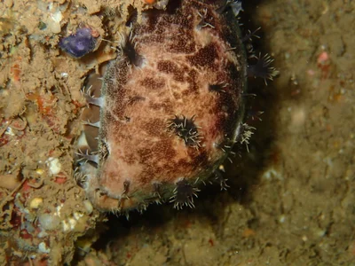 Lyncina leviathan leviathan - Haleiwa, HI 96712, USA