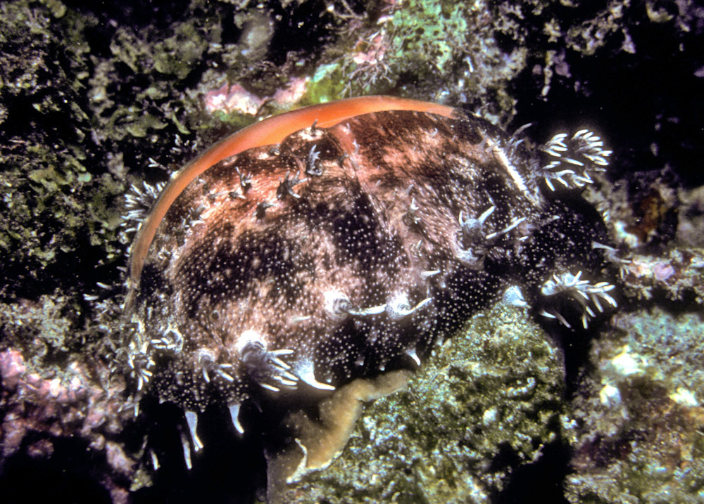 Lyncina leviathan - Pupukea, HI 96712, USA