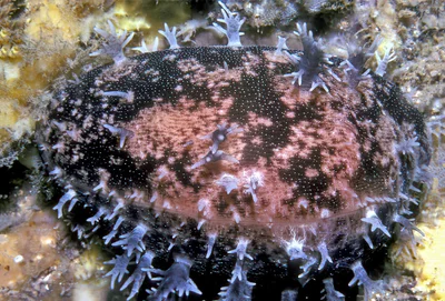 Lyncina leviathan - near Makua, Oahu, Hawaii