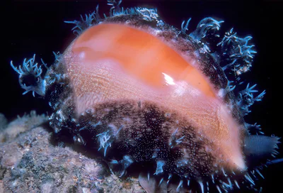 Lyncina leviathan - near Makua, Oahu, Hawaii