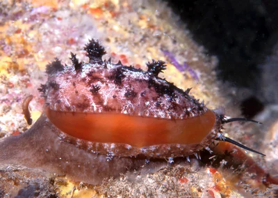 Lyncina leviathan - near Makua, Oahu, Hawaii