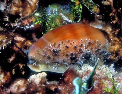 Lyncina leviathan - Kwajalein Atoll, RMI