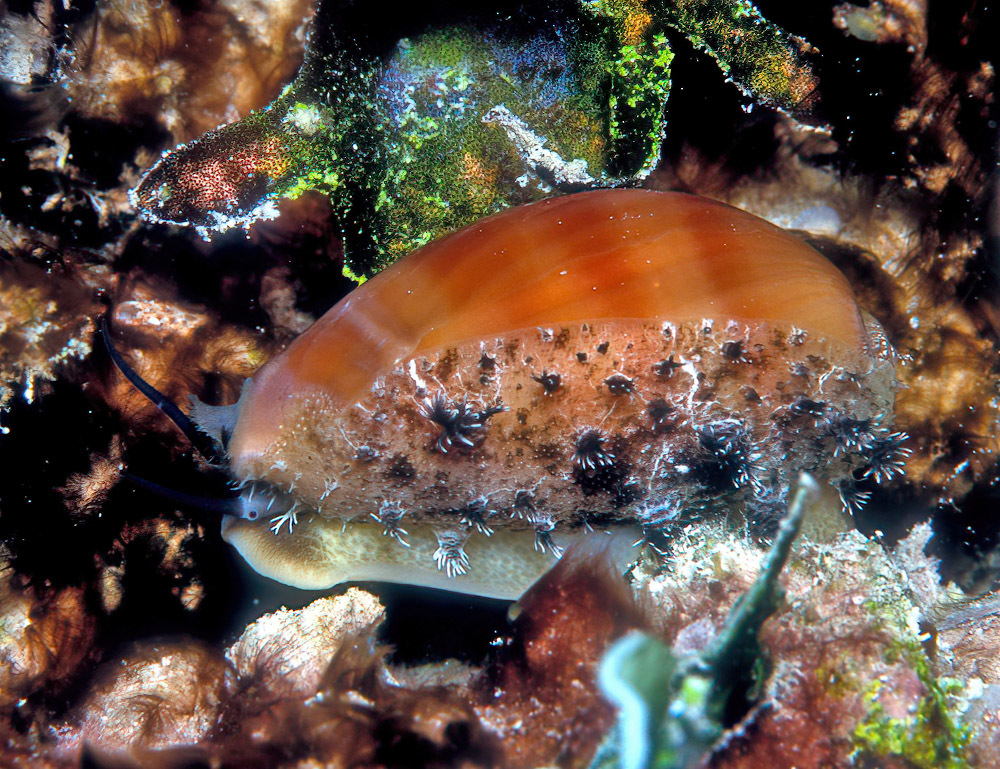 Lyncina leviathan - Kwajalein Atoll, RMI