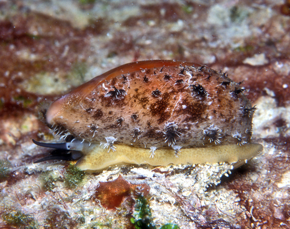 Lyncina leviathan - Kwajalein Atoll, RMI