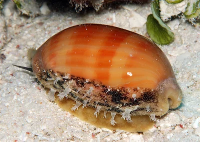 Lyncina leviathan - Kwajalein Atoll, RMI