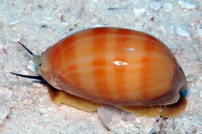 Lyncina leviathan - Kwajalein Atoll, RMI