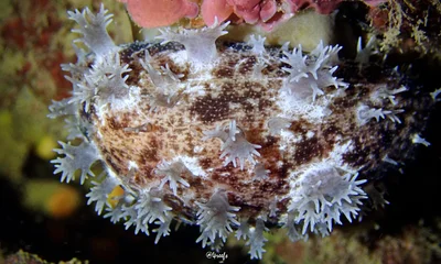 Lyncina leviathan - Honolulu County, US-HI, US