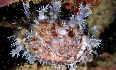 Lyncina leviathan - Honolulu County, US-HI, US