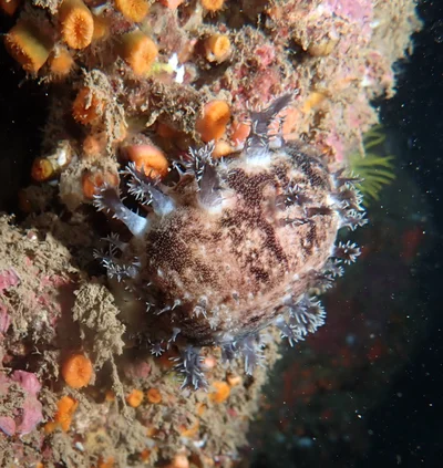 Lyncina leviathan - Haleiwa Ali'i