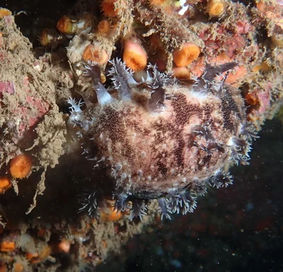 Lyncina leviathan - Haleiwa Ali'i