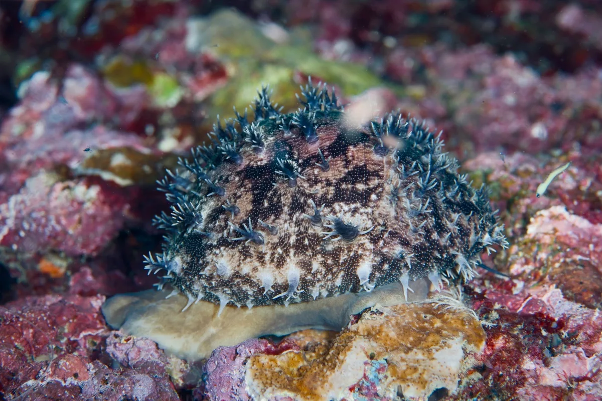 Lyncina leviathan - North Shore, Waialua, HI, USA