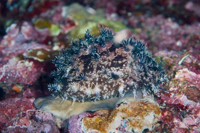 Lyncina leviathan - North Shore, Waialua, HI, USA