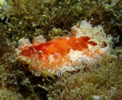 Platydoris pulchra - L'Étang-Salé, RE-PL, RE