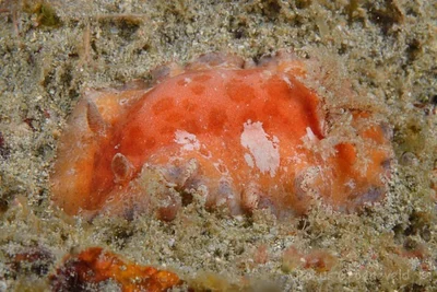 Platydoris pulchra - Wasini Island, Kenya. Dive site: Pilli pipa