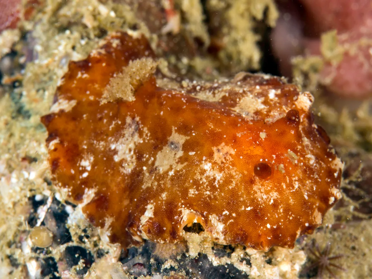 Platydoris pulchra - Ende, ID-NT, ID