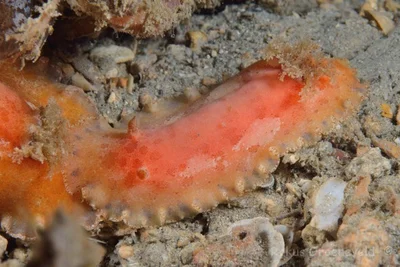 Platydoris pulchra - Wasini Island, Kenya. Dive site: Pilli pipa