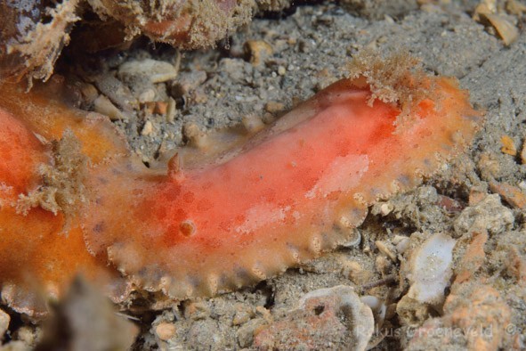 Platydoris pulchra - Wasini Island, Kenya. Dive site: Pilli pipa