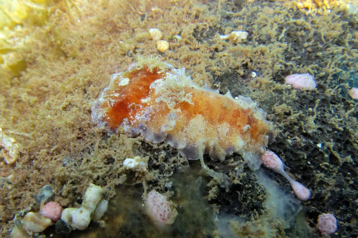 Platydoris pulchra - Pamandzi, Mayotte