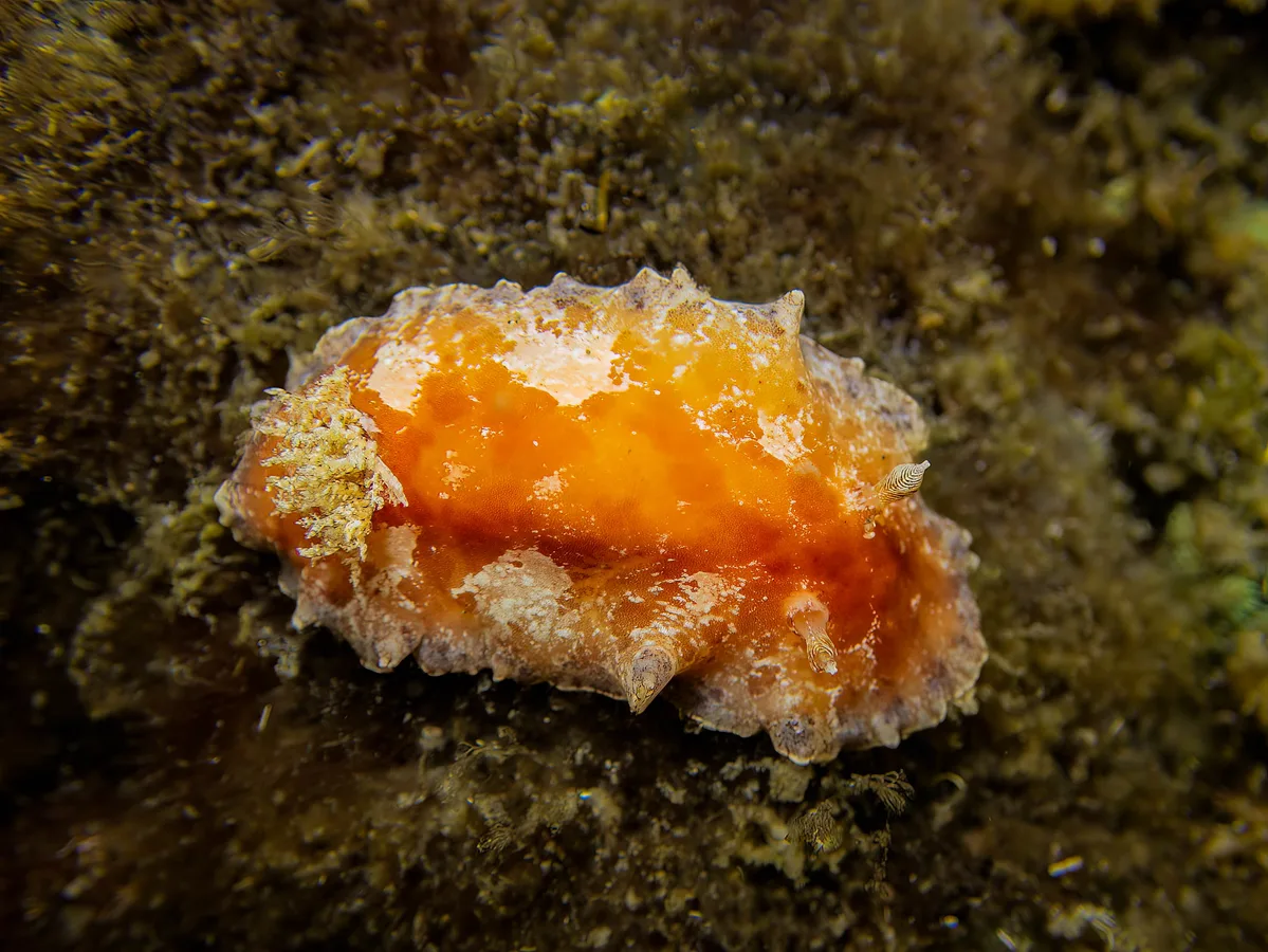 Platydoris pulchra