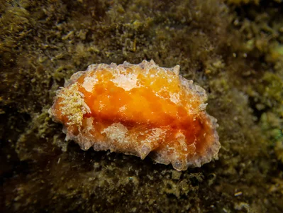 Platydoris pulchra
