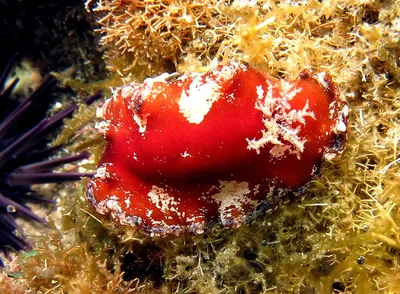 Platydoris   pulchra