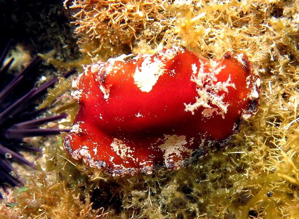 Platydoris pulchra