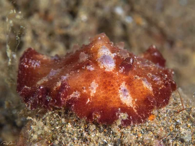 Discodoris cebuensis