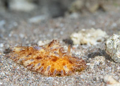 Discodoris cebuensis