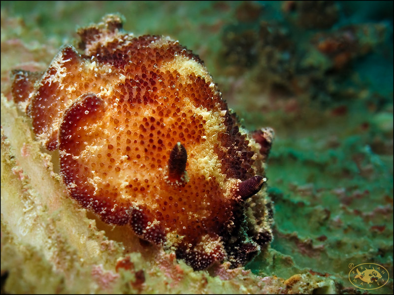Nudibranch (Discodoris cebuensis)