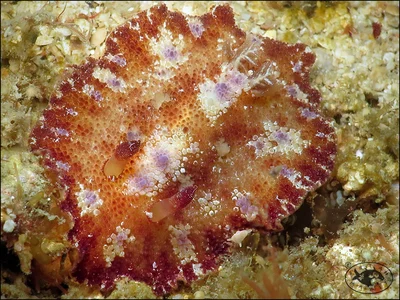 Nudibranch (Discodoris cebuensis)