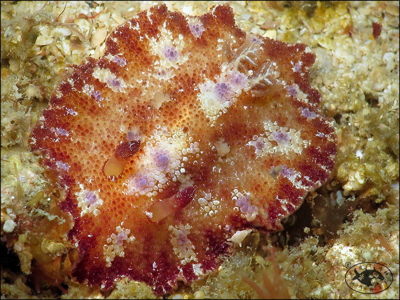Nudibranch (Discodoris cebuensis)