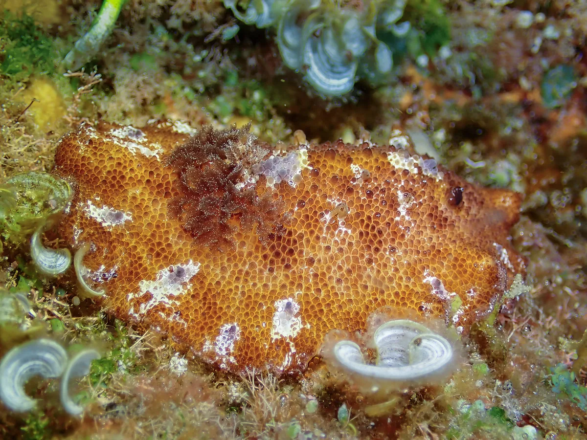 Discodoris cebuensis