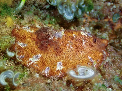 Discodoris cebuensis