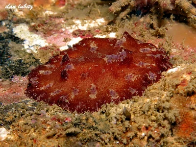 Discodoris cebuensis IMG_8044