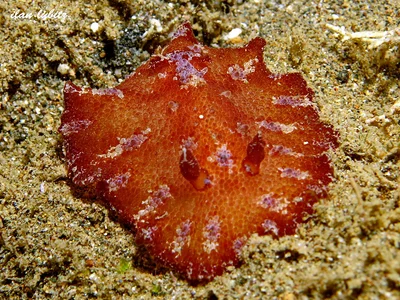 Discodoris cebuensis IMG_8046
