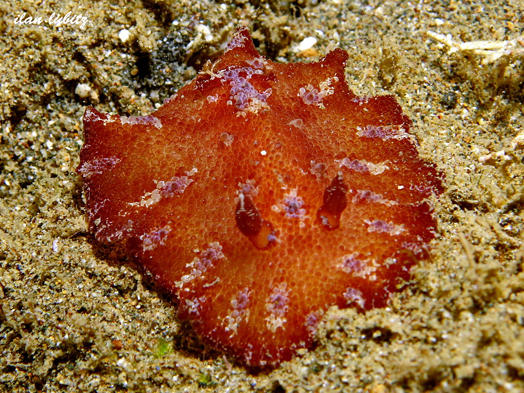 Discodoris cebuensis IMG_8046