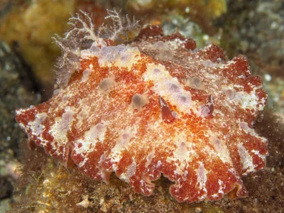 Discodoris cebuensis - Desa Wolwal, Wolwal, Kec. Alor Barat Daya, Kabupaten Alor, Nusa Tenggara Tim., Indonesia