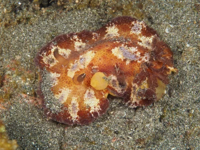 Discodoris cebuensis - Desa Wolwal, Wolwal, Kec. Alor Barat Daya, Kabupaten Alor, Nusa Tenggara Tim., Indonesia