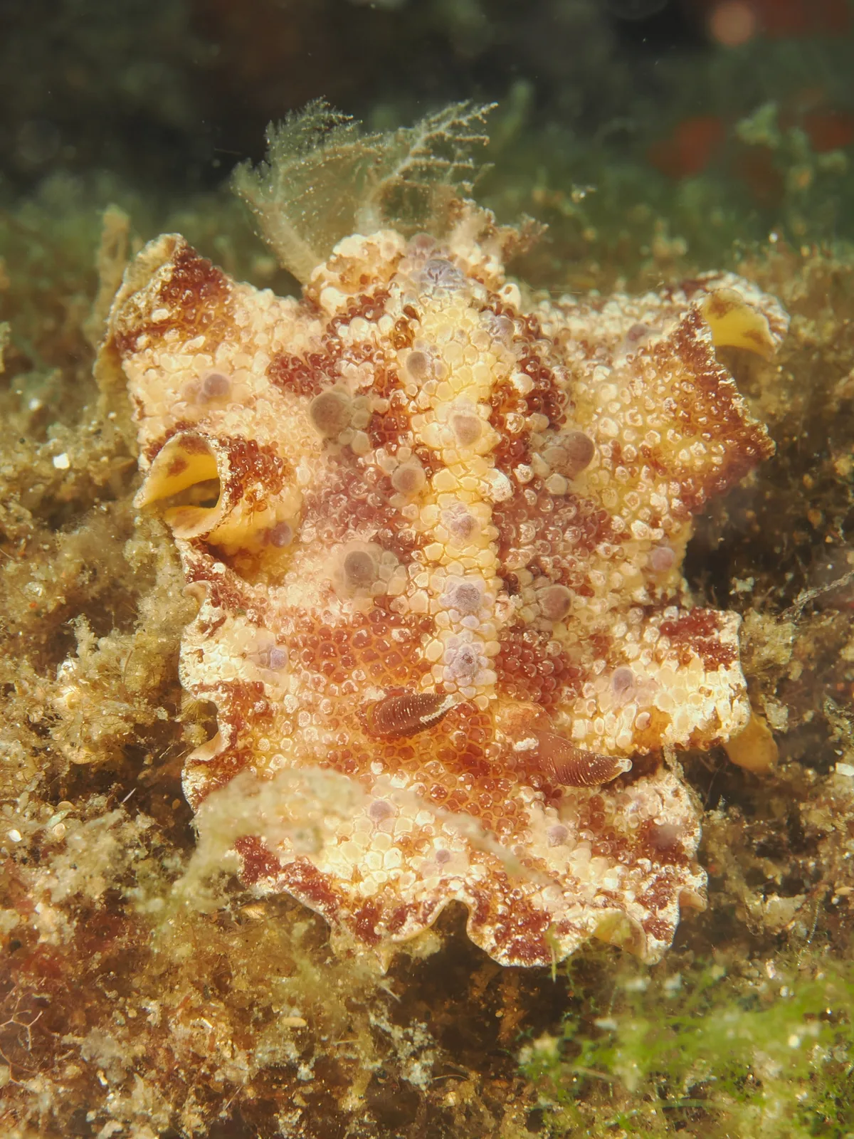Discodoris cebuensis - Desa Wolwal, Wolwal, Kec. Alor Barat Daya, Kabupaten Alor, Nusa Tenggara Tim., Indonesia